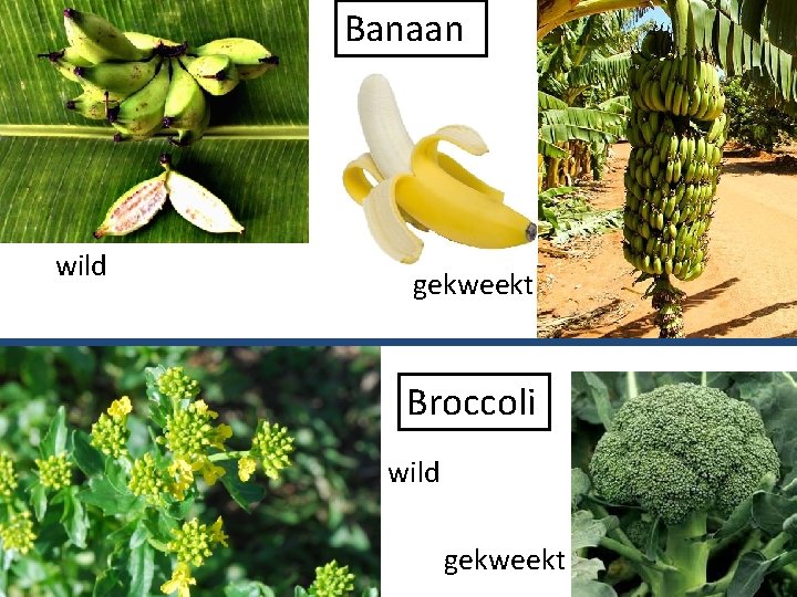 Banaan wild gekweekt Broccoli wild gekweekt 