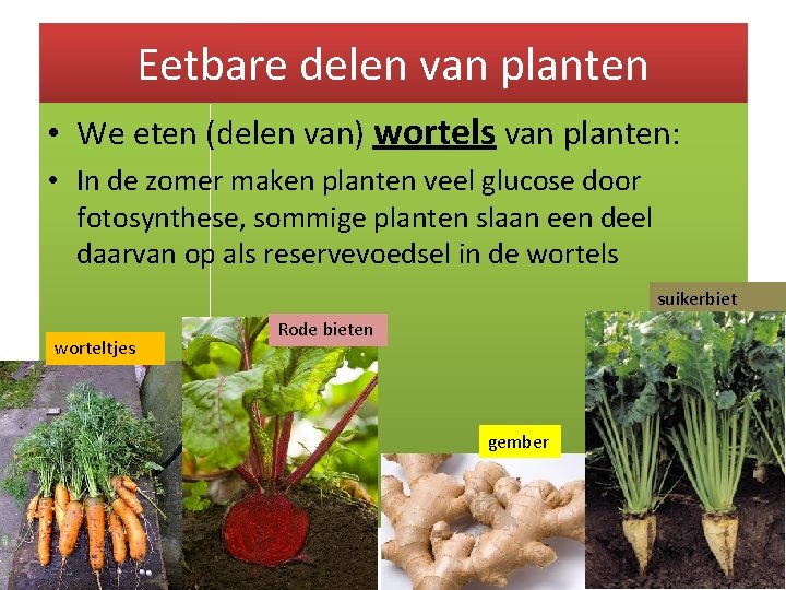 Eetbare delen van planten • We eten (delen van) wortels van planten: • In