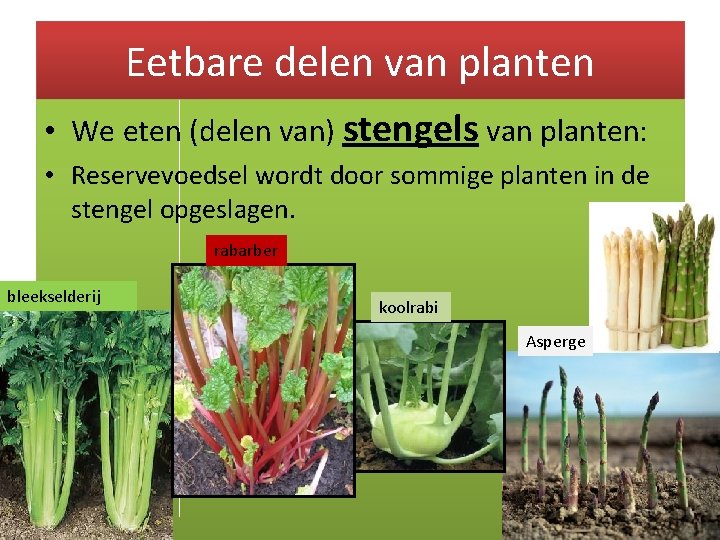 Eetbare delen van planten • We eten (delen van) stengels van planten: • Reservevoedsel