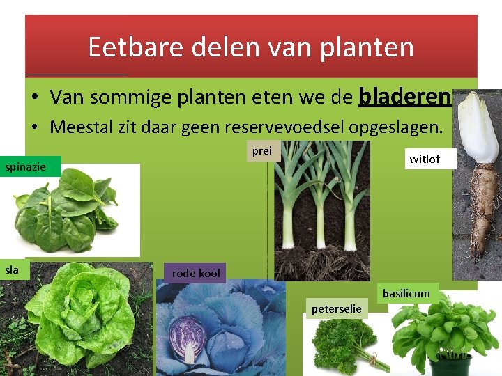 Eetbare delen van planten • Van sommige planten eten we de bladeren • Meestal