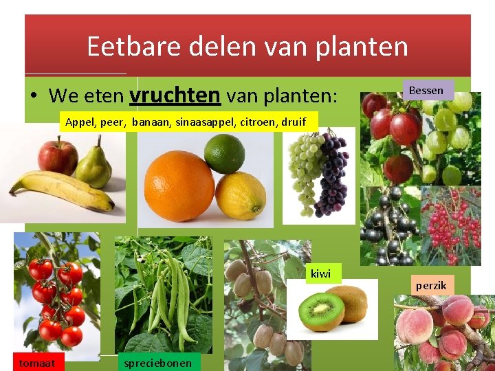 Eetbare delen van planten • We eten vruchten van planten: Bessen Appel, peer, banaan,
