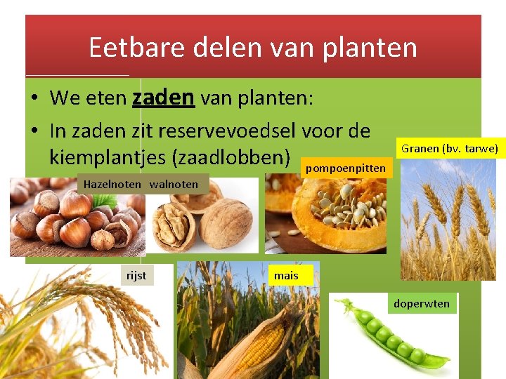 Eetbare delen van planten • We eten zaden van planten: • In zaden zit