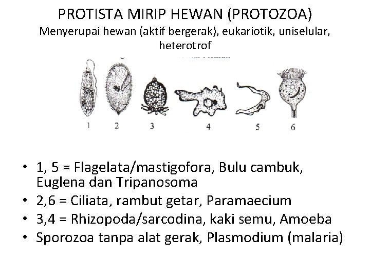 PROTISTA MIRIP HEWAN (PROTOZOA) Menyerupai hewan (aktif bergerak), eukariotik, uniselular, heterotrof • 1, 5