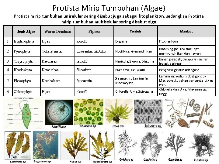 Protista Mirip Tumbuhan (Algae) Protista mirip tumbuhan uniseluler sering disebut juga sebagai fitoplankton, sedangkan