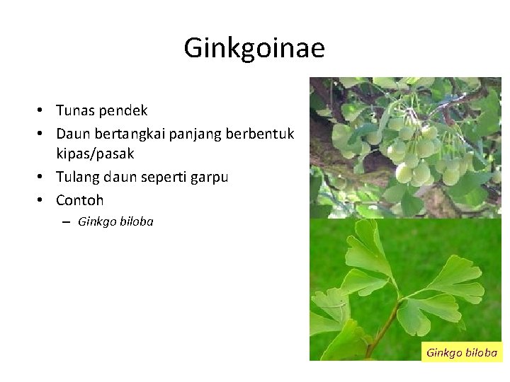 Ginkgoinae • Tunas pendek • Daun bertangkai panjang berbentuk kipas/pasak • Tulang daun seperti