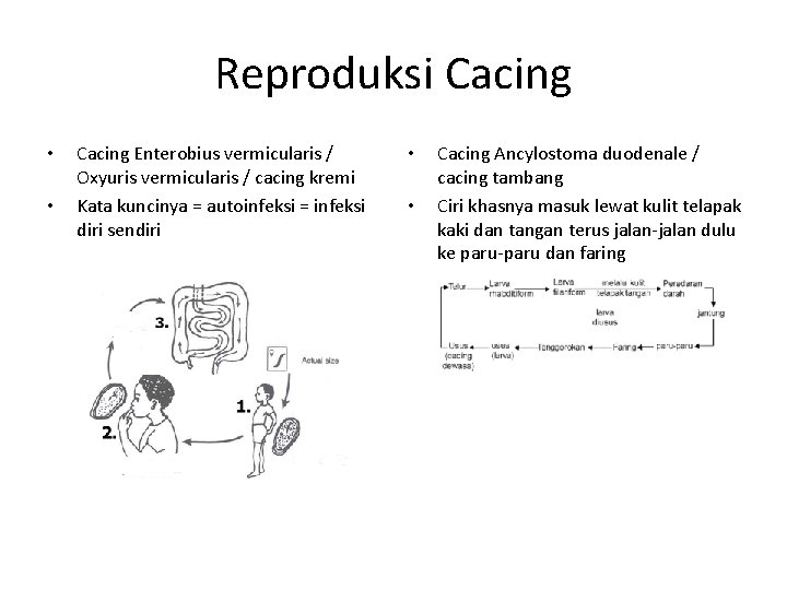 Reproduksi Cacing • • Cacing Enterobius vermicularis / Oxyuris vermicularis / cacing kremi Kata