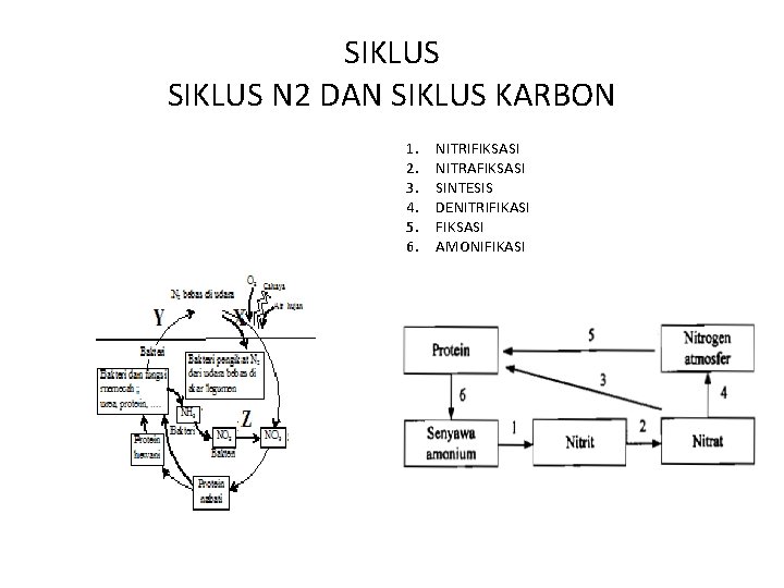 SIKLUS N 2 DAN SIKLUS KARBON 1. 2. 3. 4. 5. 6. NITRIFIKSASI NITRAFIKSASI