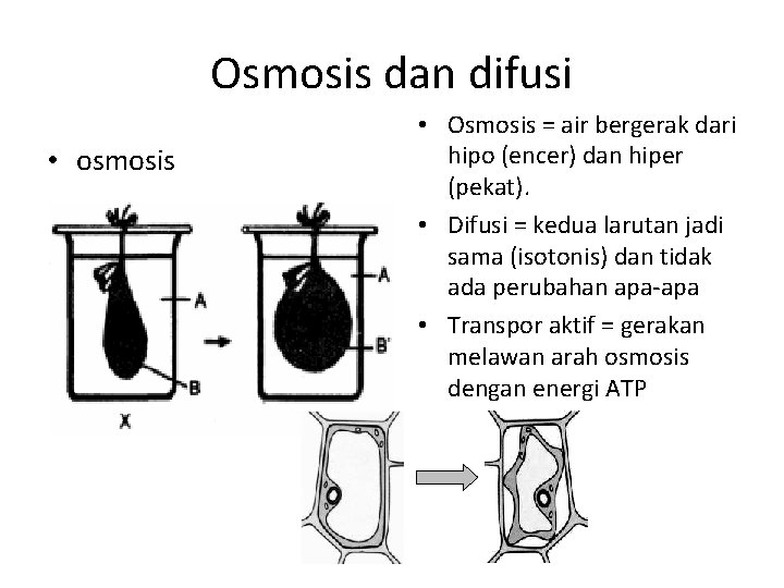 Osmosis dan difusi • osmosis • Osmosis = air bergerak dari hipo (encer) dan