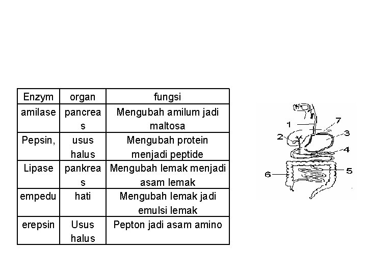 Enzym organ fungsi amilase pancrea Mengubah amilum jadi s maltosa Pepsin, usus Mengubah protein