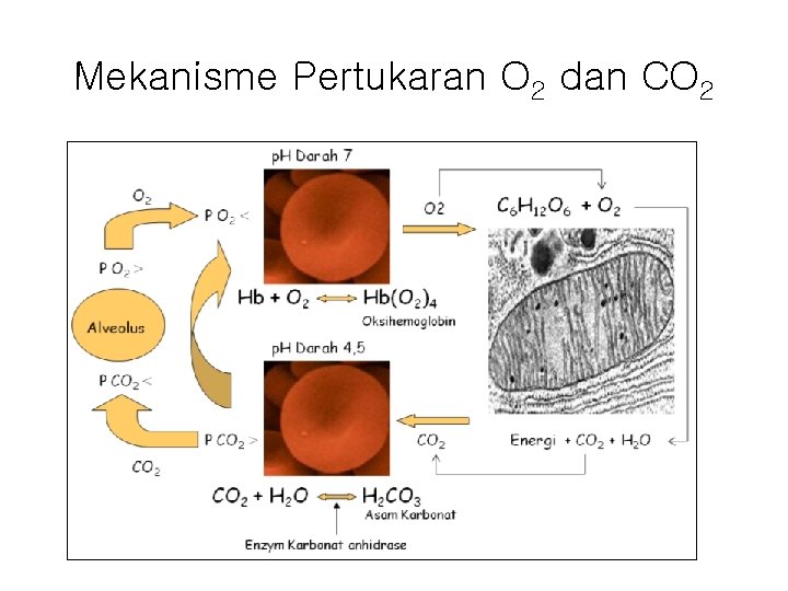 Mekanisme Pertukaran O 2 dan CO 2 