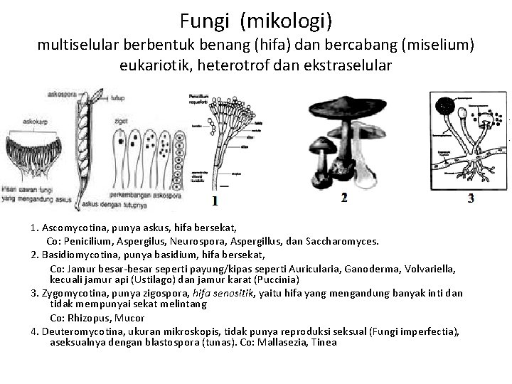 Fungi (mikologi) multiselular berbentuk benang (hifa) dan bercabang (miselium) eukariotik, heterotrof dan ekstraselular 1.