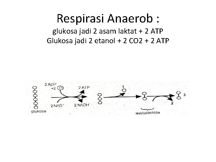 Respirasi Anaerob : glukosa jadi 2 asam laktat + 2 ATP Glukosa jadi 2