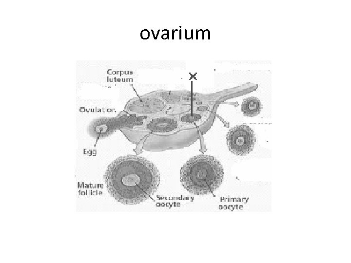 ovarium 
