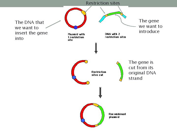 Restriction sites The DNA that we want to insert the gene into The gene