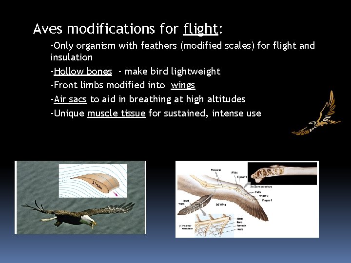 Aves modifications for flight: -Only organism with feathers (modified scales) for flight and insulation