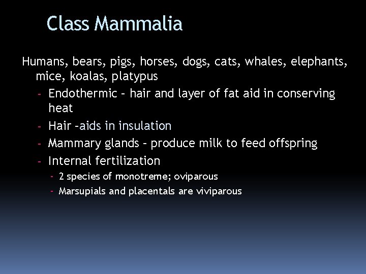 Class Mammalia Humans, bears, pigs, horses, dogs, cats, whales, elephants, mice, koalas, platypus -