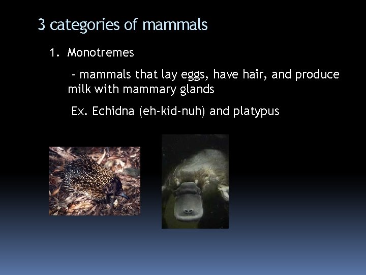 3 categories of mammals 1. Monotremes - mammals that lay eggs, have hair, and