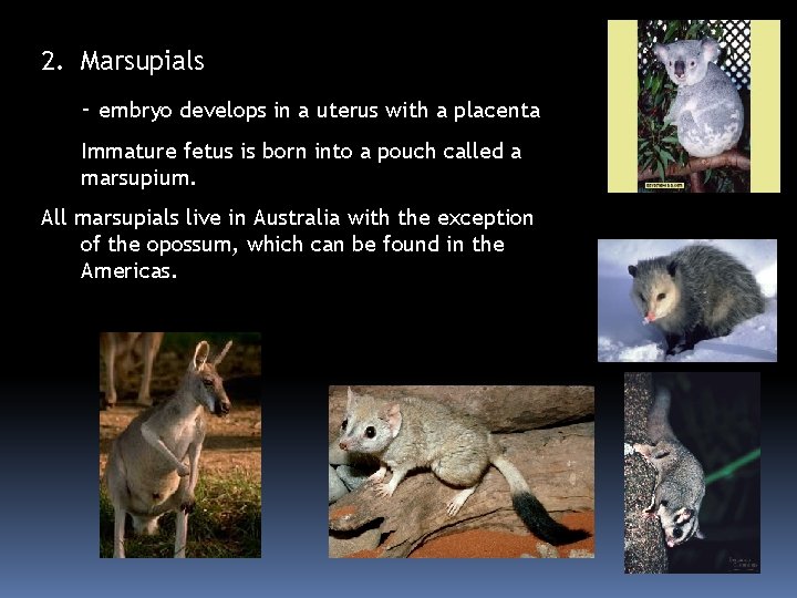 2. Marsupials - embryo develops in a uterus with a placenta Immature fetus is