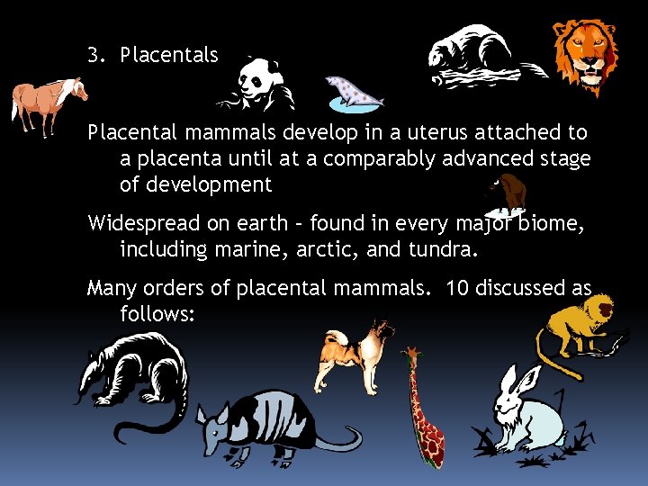 3. Placentals Placental mammals develop in a uterus attached to a placenta until at