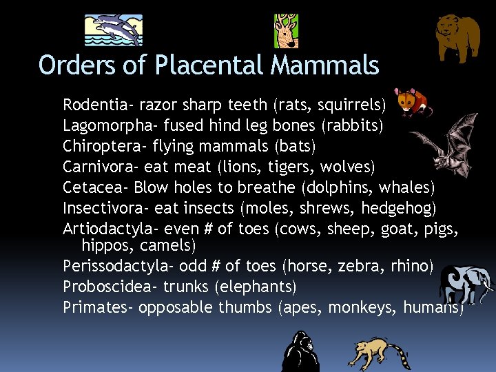 Orders of Placental Mammals Rodentia- razor sharp teeth (rats, squirrels) Lagomorpha- fused hind leg