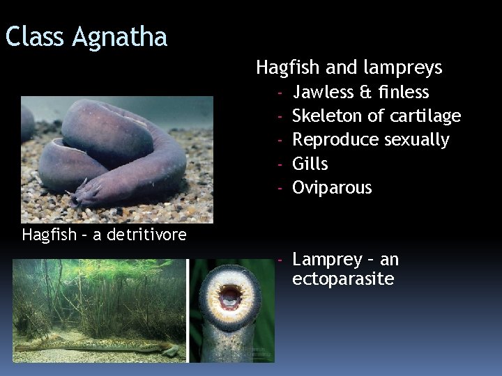 Class Agnatha Hagfish and lampreys - Jawless & finless Skeleton of cartilage Reproduce sexually