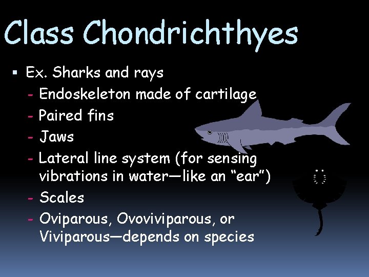 Class Chondrichthyes Ex. Sharks and rays - Endoskeleton made of cartilage - Paired fins