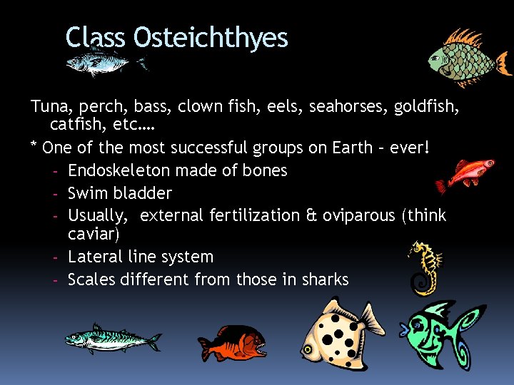 Class Osteichthyes Tuna, perch, bass, clown fish, eels, seahorses, goldfish, catfish, etc…. * One