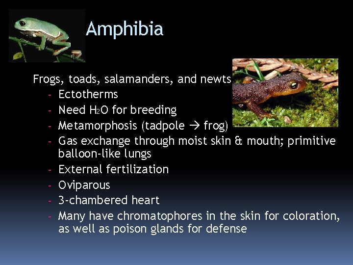 Class Amphibia Frogs, toads, salamanders, and newts - Ectotherms - Need H 2 O