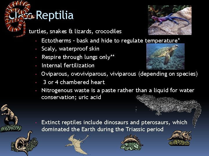 Class Reptilia turtles, snakes & lizards, crocodiles - Ectotherms – bask and hide to