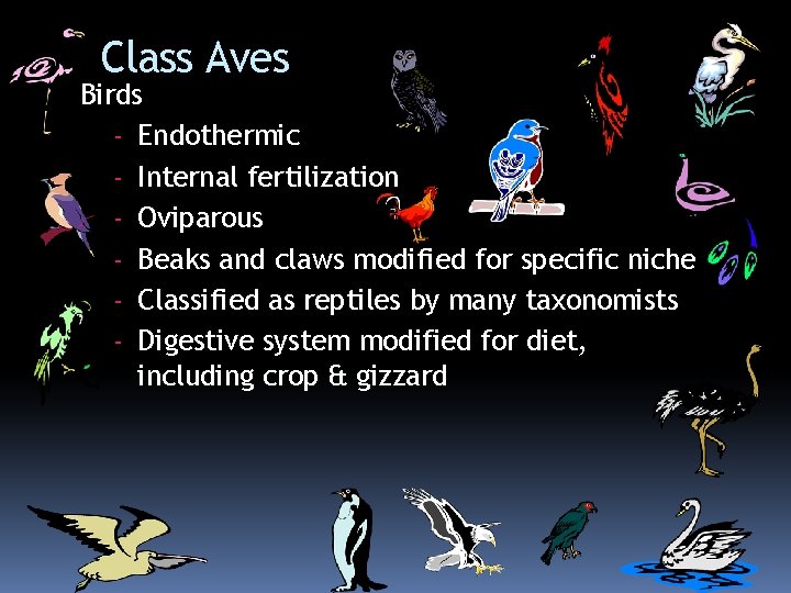 Class Aves Birds - Endothermic - Internal fertilization - Oviparous - Beaks and claws