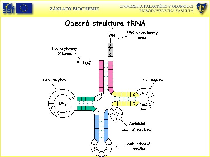 Obecná struktura t. RNA 