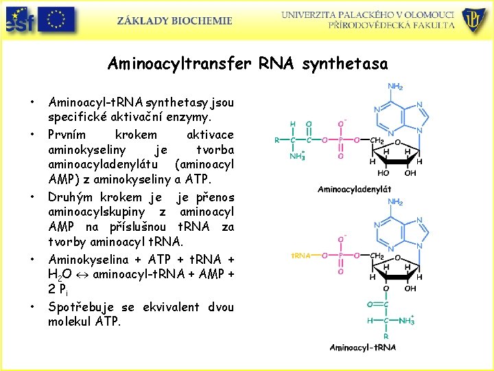 Aminoacyltransfer RNA synthetasa • • • Aminoacyl-t. RNA synthetasy jsou specifické aktivační enzymy. Prvním