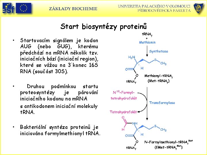 Start biosyntézy proteinů • Startovacím signálem je kodon AUG (nebo GUG), kterému předchází na