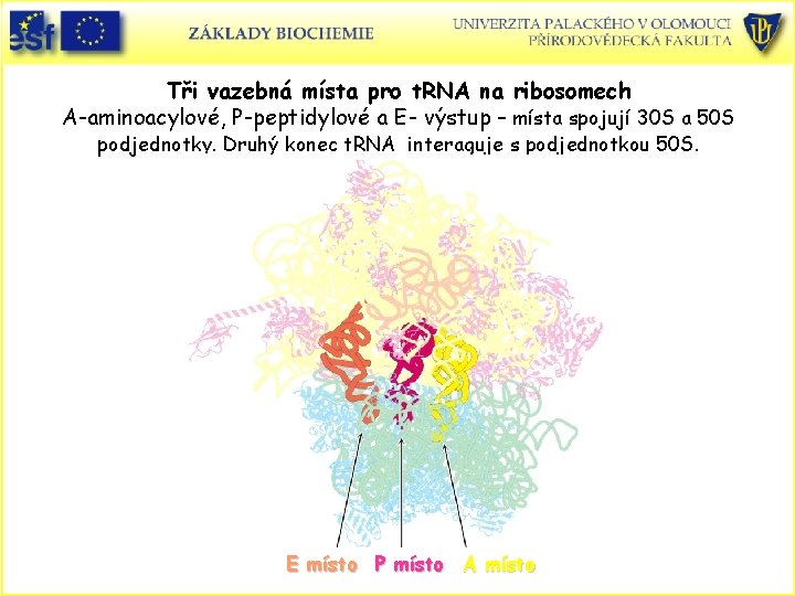 Tři vazebná místa pro t. RNA na ribosomech A-aminoacylové, P-peptidylové a E- výstup –