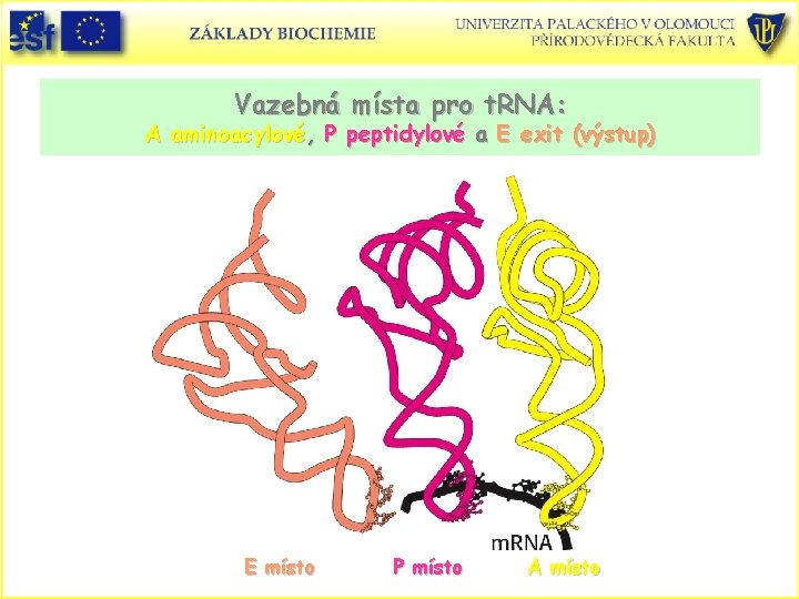 Vazebná místa pro t. RNA: A aminoacylové, P peptidylové a E exit (výstup) E