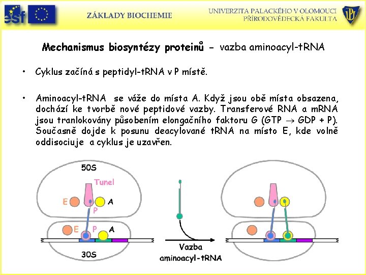 Mechanismus biosyntézy proteinů - vazba aminoacyl-t. RNA • Cyklus začíná s peptidyl-t. RNA v