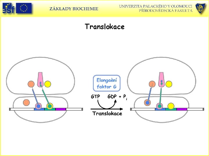 Translokace 