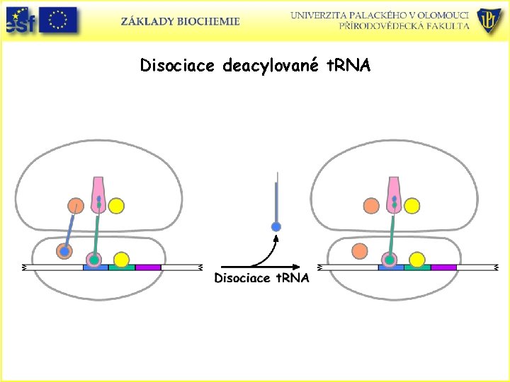 Disociace deacylované t. RNA 