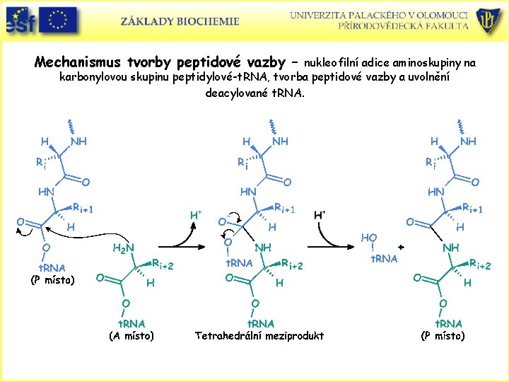 Mechanismus tvorby peptidové vazby – nukleofilní adice aminoskupiny na karbonylovou skupinu peptidylové-t. RNA, tvorba