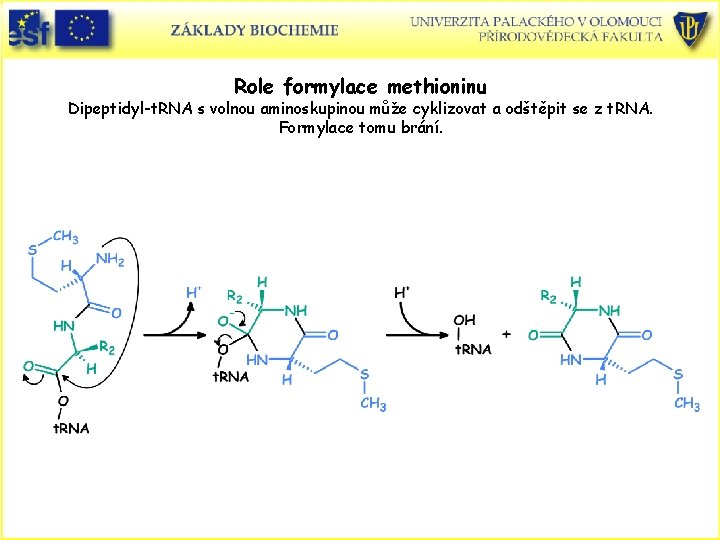 Role formylace methioninu Dipeptidyl-t. RNA s volnou aminoskupinou může cyklizovat a odštěpit se z