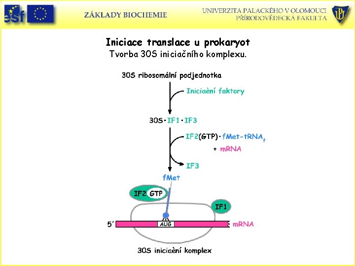 Iniciace translace u prokaryot Tvorba 30 S iniciačního komplexu. 