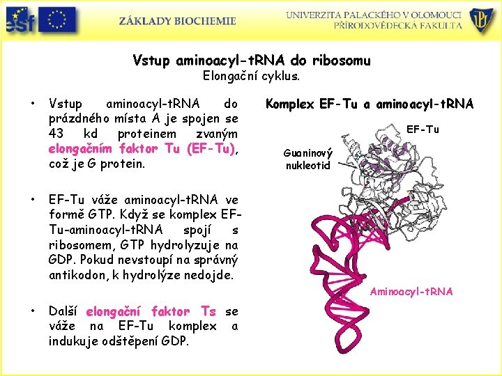 Vstup aminoacyl-t. RNA do ribosomu Elongační cyklus. • • Vstup aminoacyl-t. RNA do prázdného