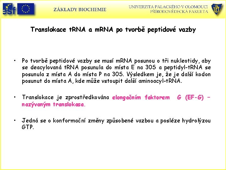 Translokace t. RNA a m. RNA po tvorbě peptidové vazby • Po tvorbě peptidové