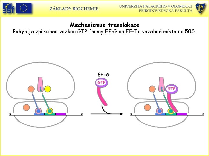 Mechanismus translokace Pohyb je způsoben vazbou GTP formy EF-G na EF-Tu vazebné místo na