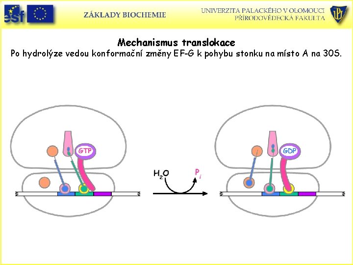 Mechanismus translokace Po hydrolýze vedou konformační změny EF-G k pohybu stonku na místo A