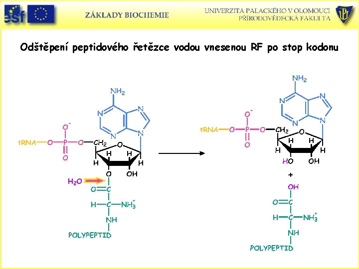 Odštěpení peptidového řetězce vodou vnesenou RF po stop kodonu 