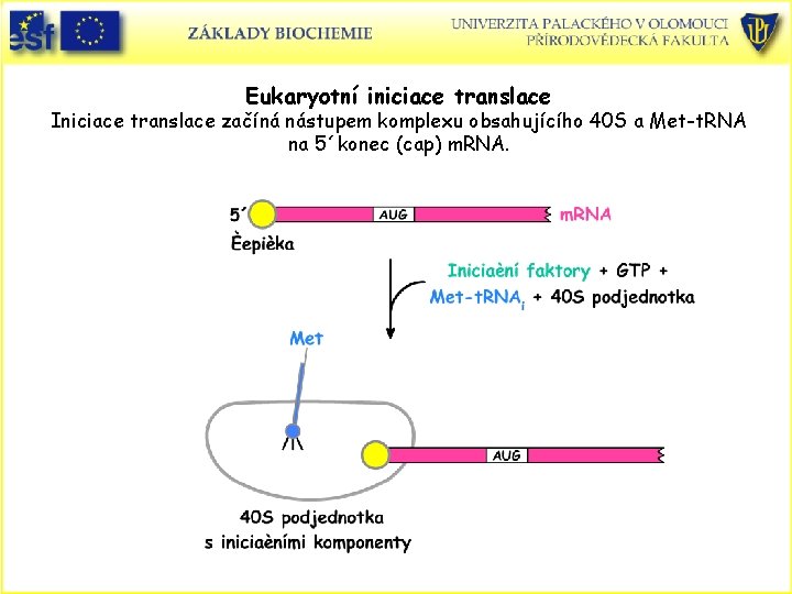 Eukaryotní iniciace translace Iniciace translace začíná nástupem komplexu obsahujícího 40 S a Met-t. RNA