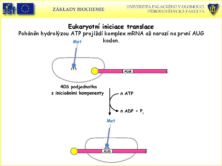 Eukaryotní iniciace translace Poháněn hydrolýzou ATP projíždí komplex m. RNA až narazí na první