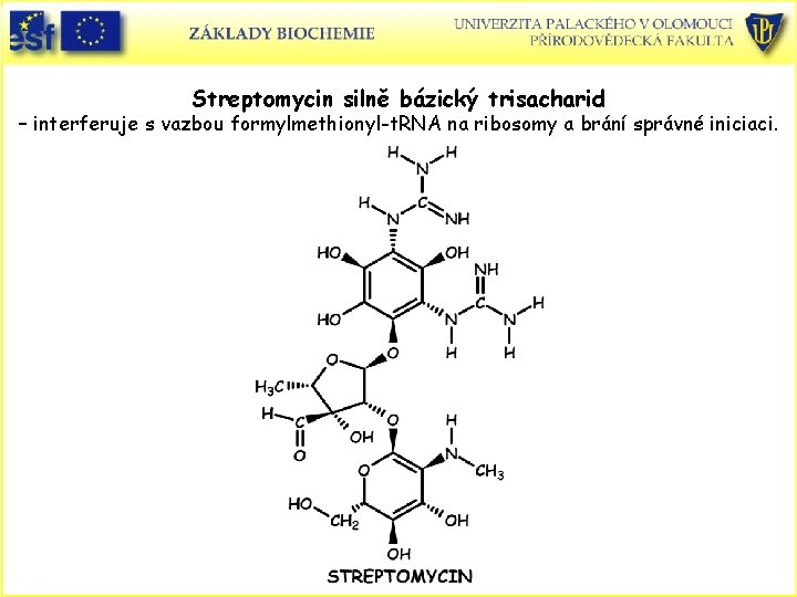 Streptomycin silně bázický trisacharid – interferuje s vazbou formylmethionyl-t. RNA na ribosomy a brání