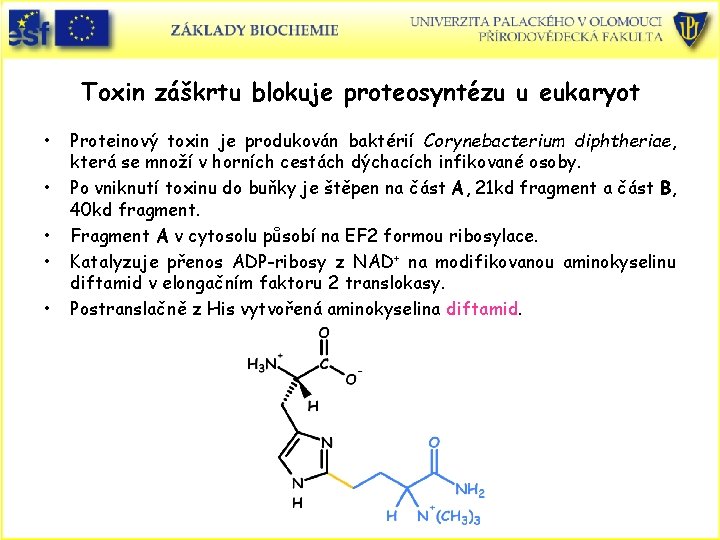 Toxin záškrtu blokuje proteosyntézu u eukaryot • • • Proteinový toxin je produkován baktérií